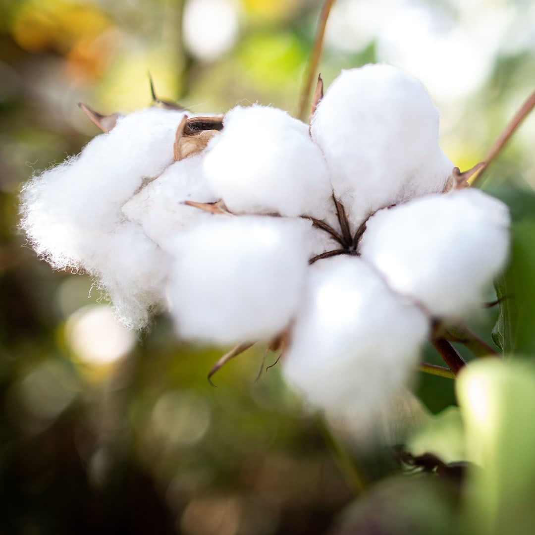 Apulia Regenerative Cotton Project