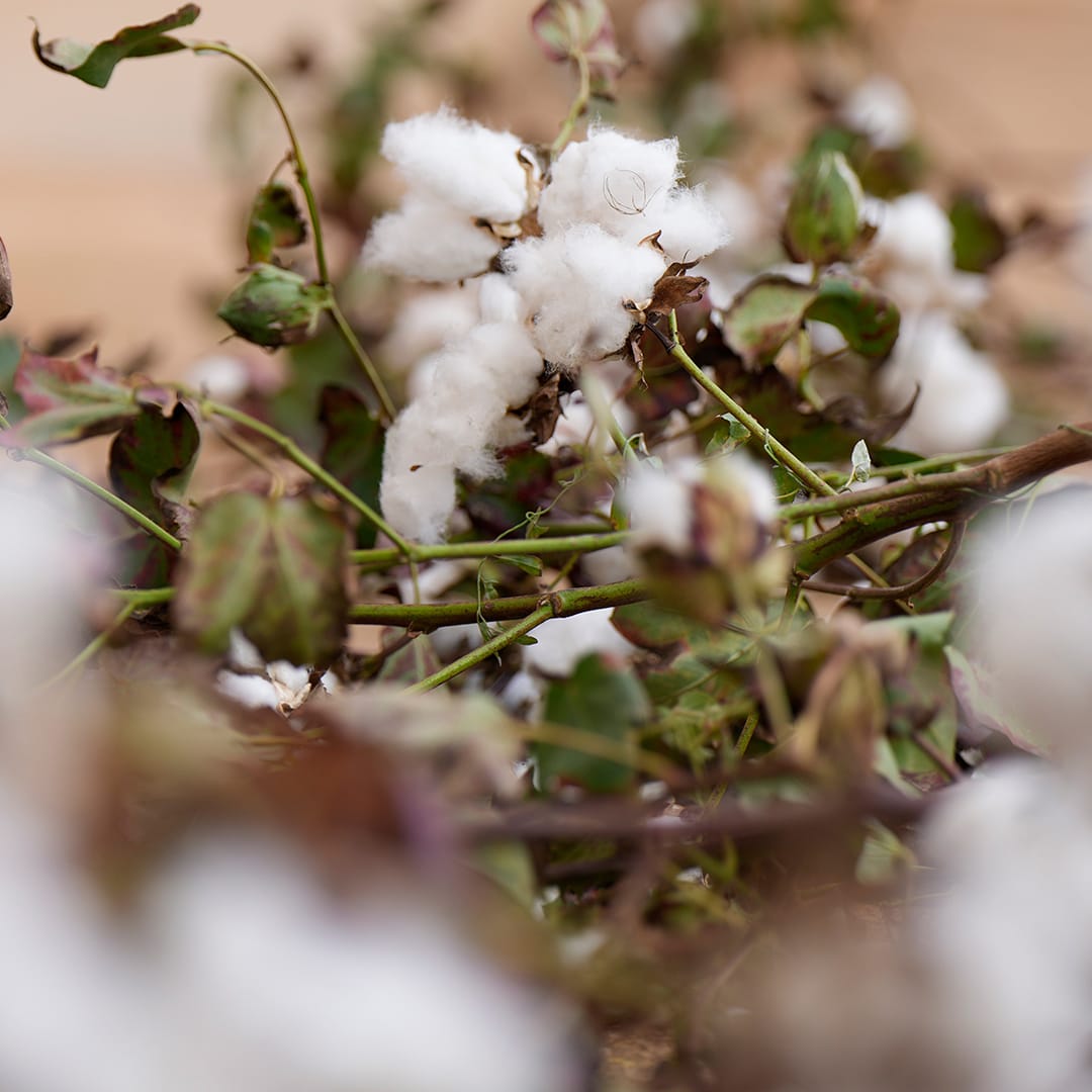 Apulia Regenerative Cotton Project