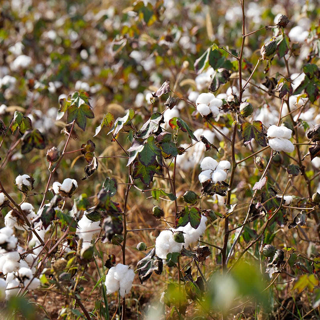 Apulia Regenerative Cotton Project